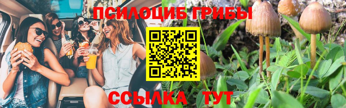 Псилоцибиновые грибы Psilocybe Бугуруслан